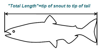 Fish Length Guide